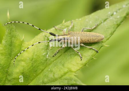 Gros plan sur le coléoptère gris à fleurs dorées, Agapanthia villosoviridescens assis sur une feuille de chardon vert Banque D'Images