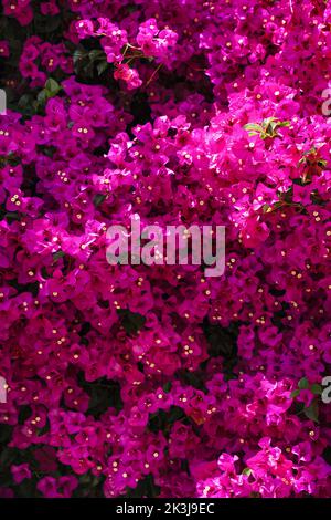 Fond de fleurs Bougainvilliers rose vif. San Francisco magnifique fond floral luxuriant vertical Banque D'Images