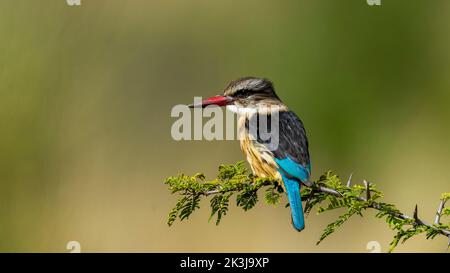 Kingfisher à capuchon brun (Halcyon albiventris) Réserve naturelle de Pilanesberg, Afrique du Sud Banque D'Images