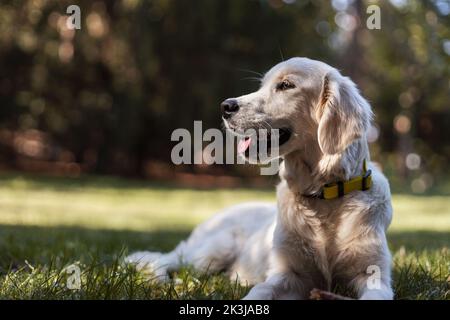 Joyeux chien Golden Retriever allongé dans une herbe avec sa langue pendante Banque D'Images