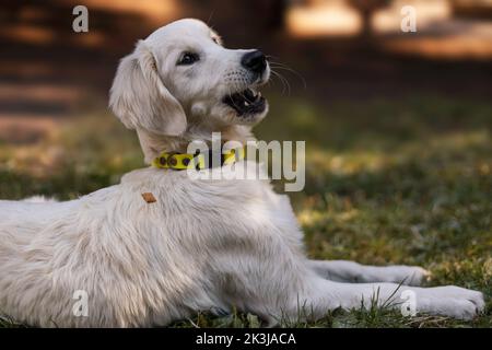 Portrait Golden Retriever. Chien effrayé par un festin volant autour de lui. Banque D'Images