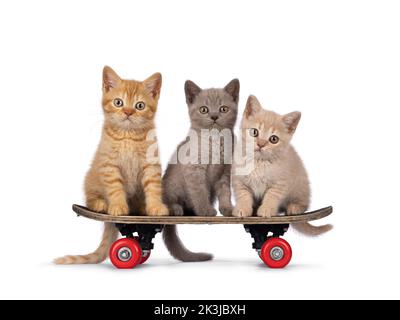 3 chatons de chat Shorthair rouge mignon, assis sur un skateboard pour enfant. Regarder directement vers l'appareil photo. Isolé sur un fond blanc. Banque D'Images