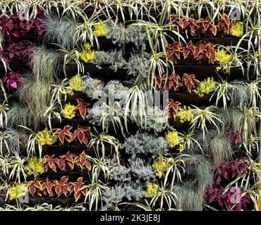 Mur décoratif artificiel de différentes plantes et fleurs, arrière-plan. À l'extérieur Banque D'Images