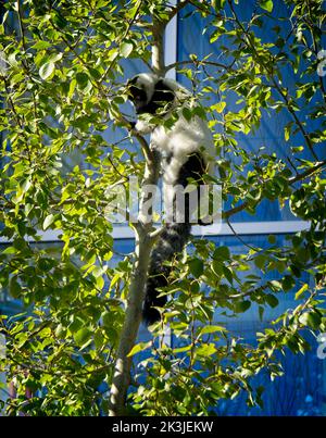 Black-and-White Ruffed Lemur Calgary Zoo Alberta Banque D'Images