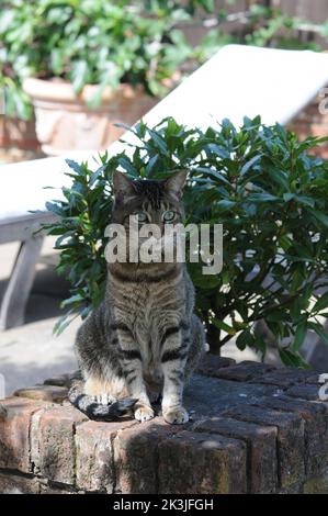 Tabby Cat gros plan patio d'été Tabby Kittens gros plan. Banque D'Images