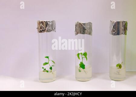 Micro-plantes clonées dans des tubes à essai avec milieu nutritif. Technologie de micropropagation in vitro. Banque D'Images