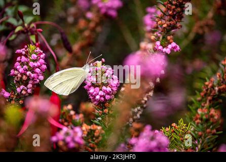 Chou papillon blanc dans le jardin anglais sur feuillage de bruyère pourpre Banque D'Images