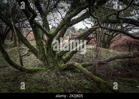 Un arbre couvert de mousse à gnaron dans une petite copte d'arbres tordus à gnaron sur Goonzion Downs, sur Bodmin Moor, dans les Cornouailles. Banque D'Images