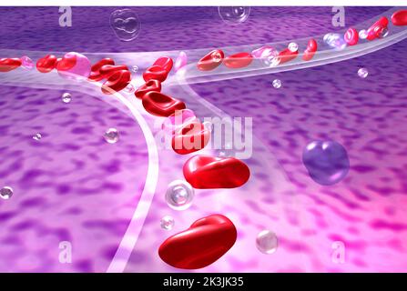 Illustration anatomique 3D vaisseau capillaire transparent sur fond organique. Affichage des globules rouges dans la circulation sanguine. Banque D'Images