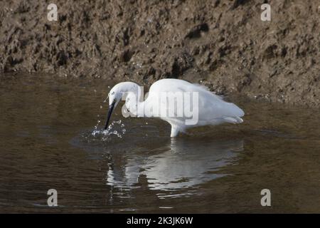 Un petit aigrette, Egretta garzetta attrapant une proie dans un ruisseau saltmarsh à Blakeney, Norfolk Banque D'Images