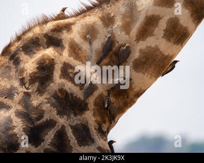 Plusieurs boeufs sur le cou d'une girafe dans le parc national de Chobe, Botswana. Banque D'Images