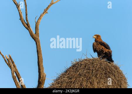 Aigle tawny (Aquila rapax) perché sur un nid de tisserands sociables, parc transfrontalier de Kgalagadi, Afrique du Sud, Banque D'Images