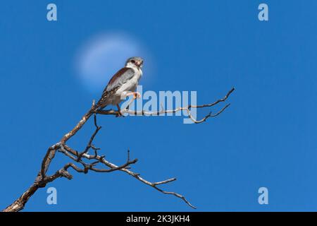 faucon pygmée (Polihierax semitorquatus) femelle contre la lune, parc transfrontier de Kgalagadi, Afrique du Sud, février 2022 Banque D'Images