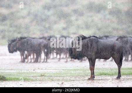 Troupeau le plus sauvage sous la pluie (Connochaetes taurinus), parc transfrontier de Kgalagadi, Afrique du Sud, février 2022 Banque D'Images