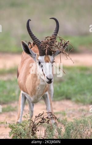 Springbok (Antidorcas marsupialis) avec végétation capturée dans les cornes, parc transfrontioer de Kgalagadi, Afrique du Sud, Banque D'Images