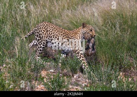 Leopard femelle (Panthera pardus) transportant le cub à New den, parc transfrontalier Kgalagadi, Afrique du Sud, février 2022 Banque D'Images