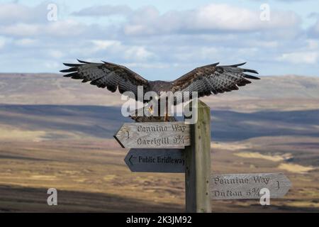 Buteo buteo (Buteo buteo) débarquant sur le panneau Pennine Way, contrôlé, Cumbria, Royaume-Uni Banque D'Images