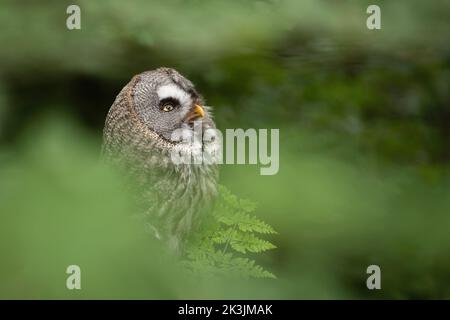 Grand hibou gris (Strix nebulosa), captif, Royaume-Uni Banque D'Images