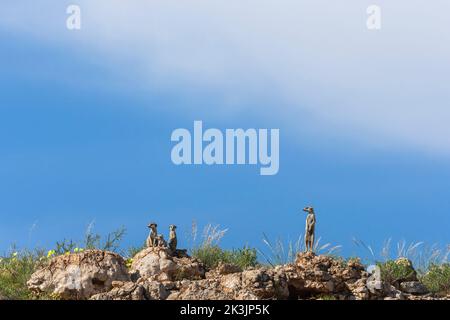 Les suricates (Suricata suricatta), Kgalagadi Transfrontier Park, Northern Cape, Afrique du Sud, Banque D'Images