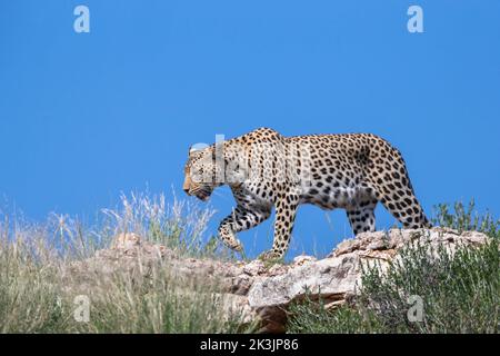 Leopard femelle (Panthera pardus), parc transfrontalier Kgalagadi, Afrique du Sud, janvier 2022 Banque D'Images