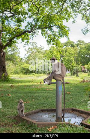 Langur gris touffeté et le bébé, un jeune singe assoiffé attendant que le singe adulte allume la valve pour boire de l'eau. Banque D'Images