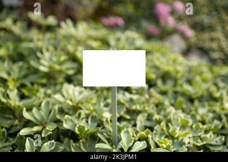 Vider l'étiquette végétale dans le pot à herbes. Plante naturelle écologique fraîche poussant dans le jardin d'herbes. Modèle de maquette vide étiquette de tableau noir sur le terrain de ferme. Copier l'espace Banque D'Images