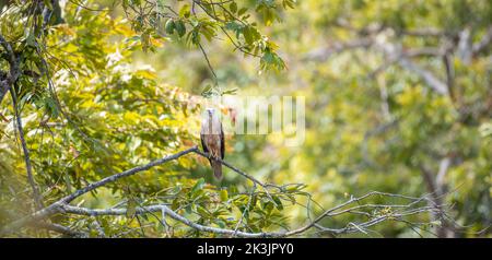 Jeune Brahminy Kite perchée sur une branche d'arbre, feuillage vert en arrière-plan. Banque D'Images