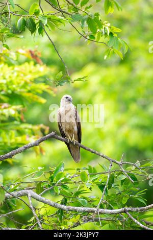 Jeune Brahminy Kite perchée sur une branche d'arbre, feuillage vert en arrière-plan. Banque D'Images