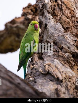 Perchoir femelle de parakeet à anneaux roses sur un tronc d'arbre mort gros plan portrait photo. Banque D'Images