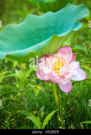 Belle fleur de lotus et la feuille de lotus au-dessus de la berge d'herbe sur la rive du lac. Banque D'Images