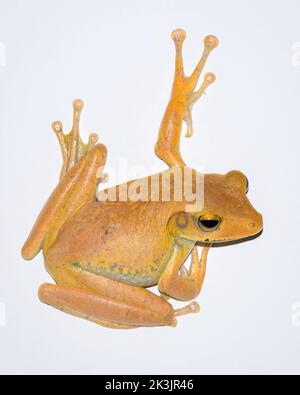 Une magnifique grenouille d'arbre indien jaune monte sur le mur blanc et regarde le dos gros plan. Banque D'Images
