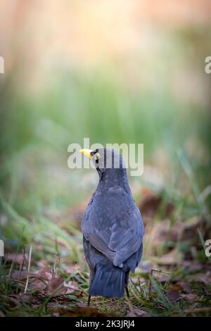 Un cliché vertical d'un homme blackbird perché sur le sol Banque D'Images