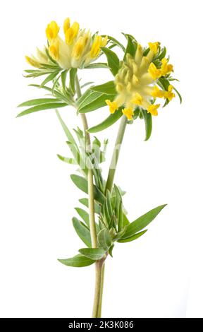Fleurs communes de kidneyvetch isolées sur fond blanc Banque D'Images