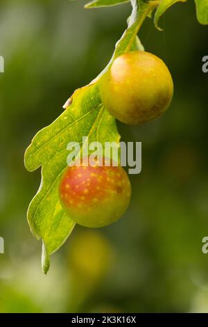 Cynips quercusfolii, Galle de cerisier sur le dessous de la feuille de chêne Pedunculate, chêne anglais, Quercus robur, acorns, septembre, Banque D'Images