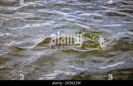 Pêche à la truite sur Thornton Reservoir, Leicester, Angleterre Banque D'Images