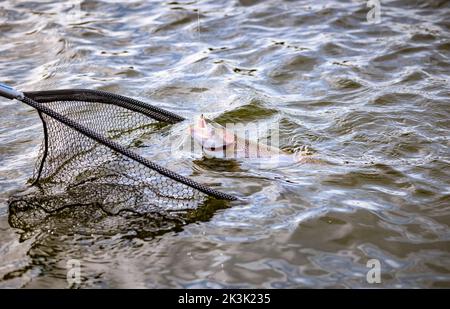 Pêche à la truite sur Thornton Reservoir, Leicester, Angleterre Banque D'Images