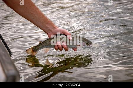 Pêche à la truite sur Thornton Reservoir, Leicester, Angleterre Banque D'Images