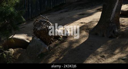 Un loup du nord-ouest (Canis lupus occidentalis), aussi connu sous le nom de loup de la vallée du Mackenzie, de loup à bois d'Alaska ou de loup à bois canadien, prend une sieste. Banque D'Images