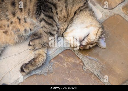 Chat de rue dormant sur sol carrelé, allongé sur l'arrière, fatigué, gros plan Banque D'Images