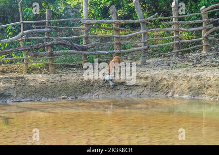 Un chien mange une chèvre pourrie sur la rive de la rivière. Paysage extérieur photo de la rue chien sauvage manger un corps mort d'une chèvre. Banque D'Images