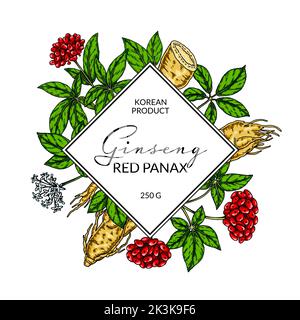 Cadre coloré au ginseng. Illustration vectorielle botanique dessinée à la main dans un style d'esquisse. Design pour logo, emballage, étiquette, badge. Milieu de médecine de fines herbes Illustration de Vecteur