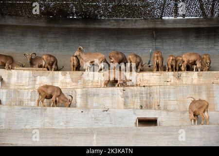 Troupeau de moutons de Barbarie (Ammotragus lervia) alias Aoudad Banque D'Images