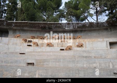 Troupeau de moutons de Barbarie (Ammotragus lervia) alias Aoudad Banque D'Images