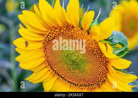 Plante de tournesol pollinisante par des abeilles. Miel abeille pollinisant le tournesol. Mise au point sélective. Banque D'Images