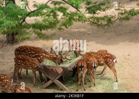 Cerf mangeant de l'herbe à la forêt de Séoul, Corée du Sud Banque D'Images