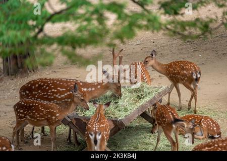 Cerf mangeant de l'herbe à la forêt de Séoul, Corée du Sud Banque D'Images