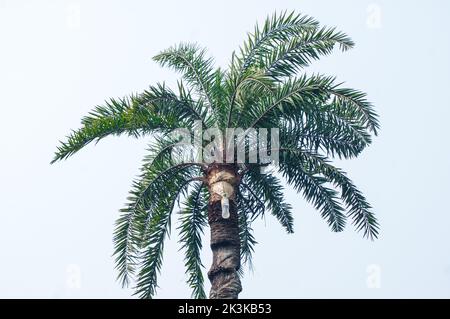 Date de collecte de la sève de la paume en rasant la date de l'arbre de paume. Le jus de date est recueilli dans un pot d'argile pendant la nuit. Extraction de jus de palmier Date. Banque D'Images