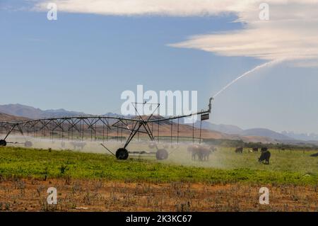 Un long système d'alimentation en eau agricole est utilisé sur une ferme de bétail dans le pays du Mackenzie avec une toile de fond des Alpes du Sud sur l'île du sud Banque D'Images