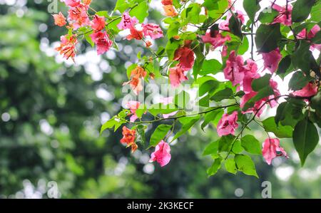 Le bougainvillea glabra ou fleur de papier est l'espèce de bougainvillea la plus courante utilisée pour le bonsaï. Fleurs roses bougainvilliers gros plan. Banque D'Images