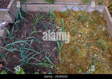 Poireaux partiellement paillis avec de l'herbe dans un lit surélevé. Banque D'Images